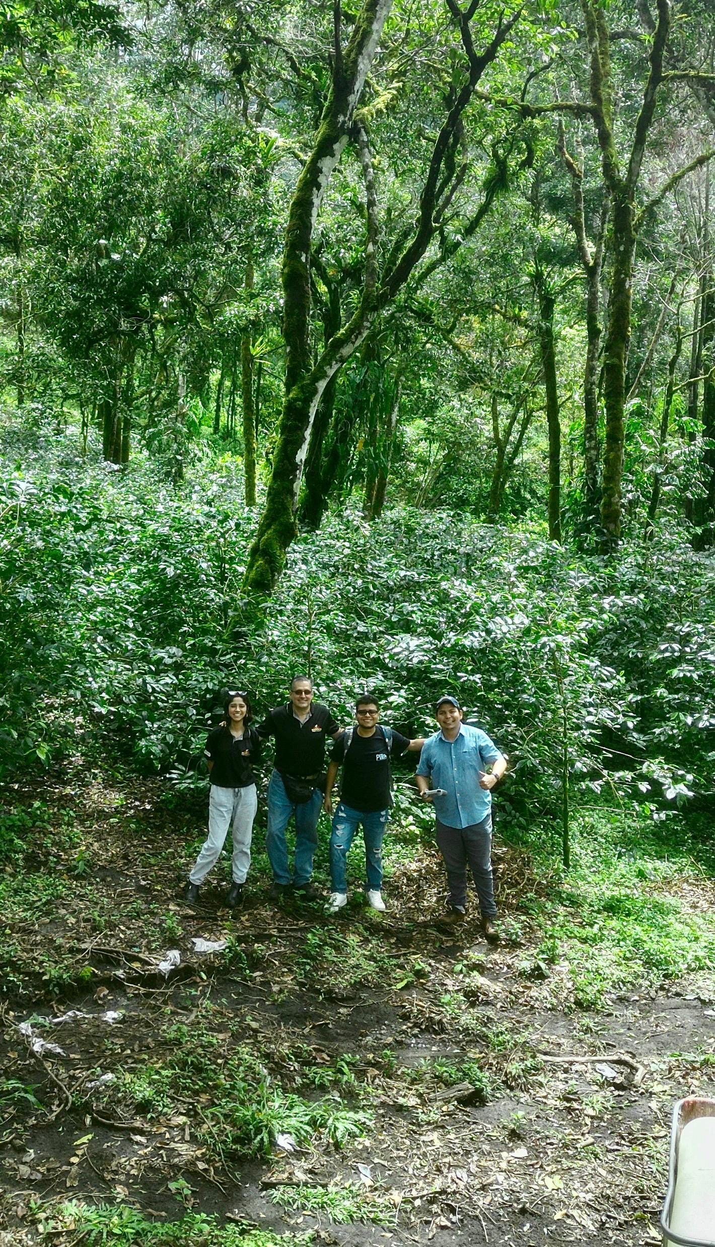 Geisha Woodlands Competition Lot