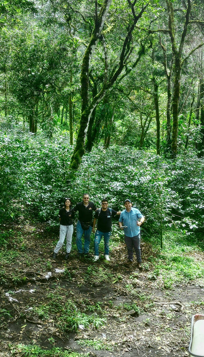 Geisha Woodlands Competition Lot